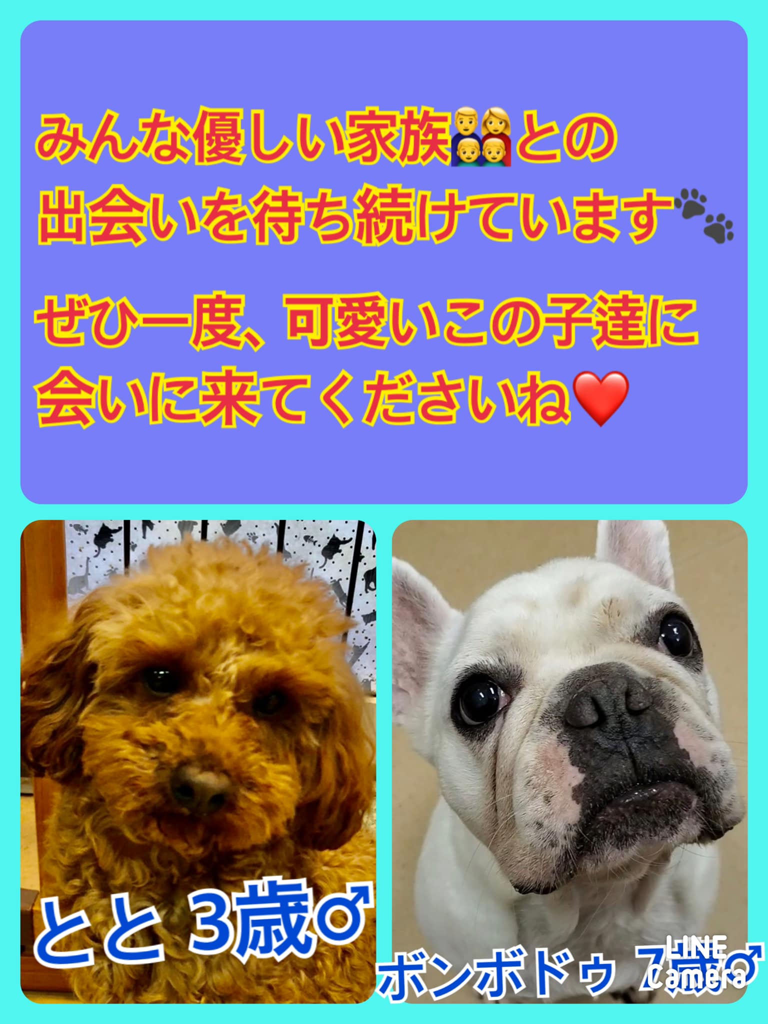 🐾今日の里親様募集中ワンコ🐶メンバーです🐾2022,4,3【保護犬カフェ天神橋店】